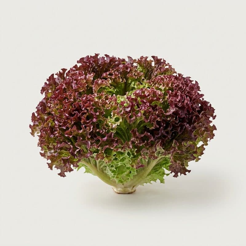 Lollo Rosso
