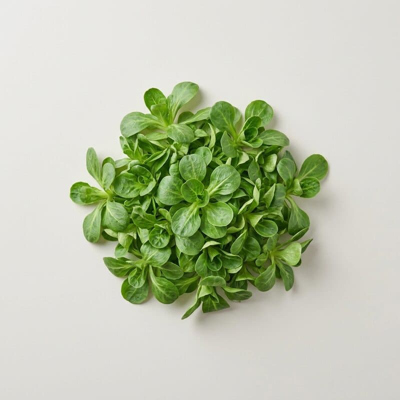 Nüsslisalat